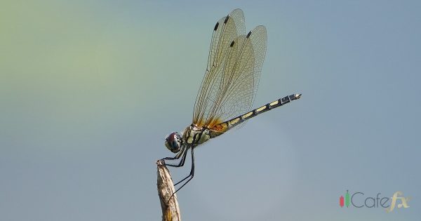 รู้จักแท่งเทียนประเภทต่างๆกัน