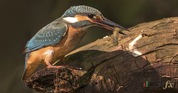 Chart Pattern รูปแบบกราฟ เทรดยังไงให้ได้กำไร