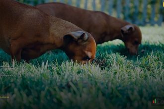 break of structure bos signals cover 1