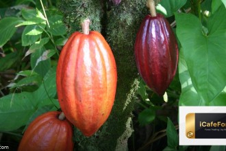 gold weekly analysis 14 18 march 2569 cover 1