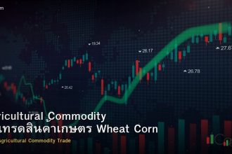 Agricultural Commodity วิธีเทรดสินค้าเกษตร Wheat Corn