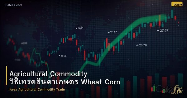 Agricultural Commodity วิธีเทรดสินค้าเกษตร Wheat Corn