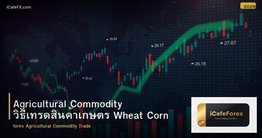 Agricultural Commodity วิธีเทรดสินค้าเกษตร Wheat Corn