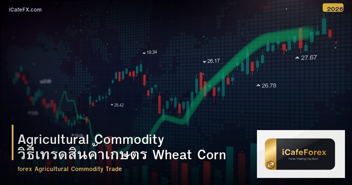 Agricultural Commodity วิธีเทรดสินค้าเกษตร Wheat Corn