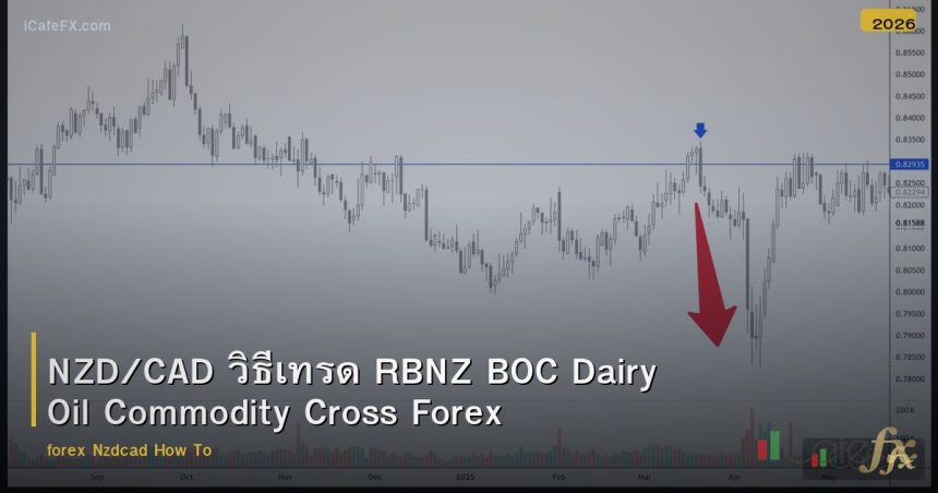 NZD/CAD วิธีเทรด RBNZ BOC Dairy Oil Commodity Cross Forex