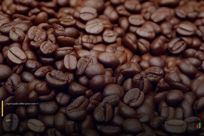 Organo Gold Coffee กาแฟเห็ดหลินจือธุรกิจเครือข่ายครบจบ 2026