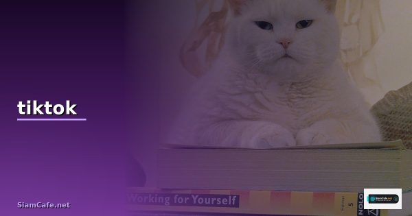 ig tiktok รวมความเห็นการสอนเทรดจาก