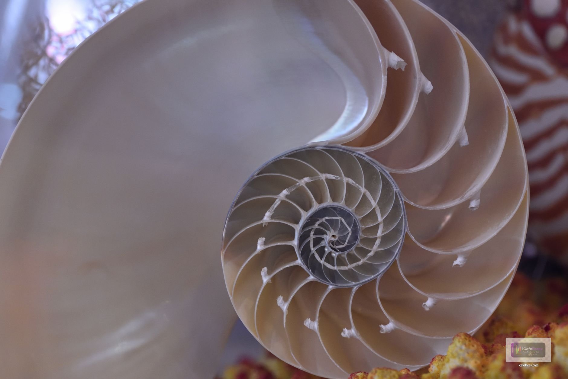 ขั้นตอนการใช้ Fibonacci 38.2% เพื่อจับจุดเข้า EURUSD
