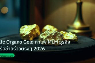 gold_daily | Cafe Organo Gold กาแฟ MLM ธุรกิจเครือข่ายรีวิวตรงๆ 2026