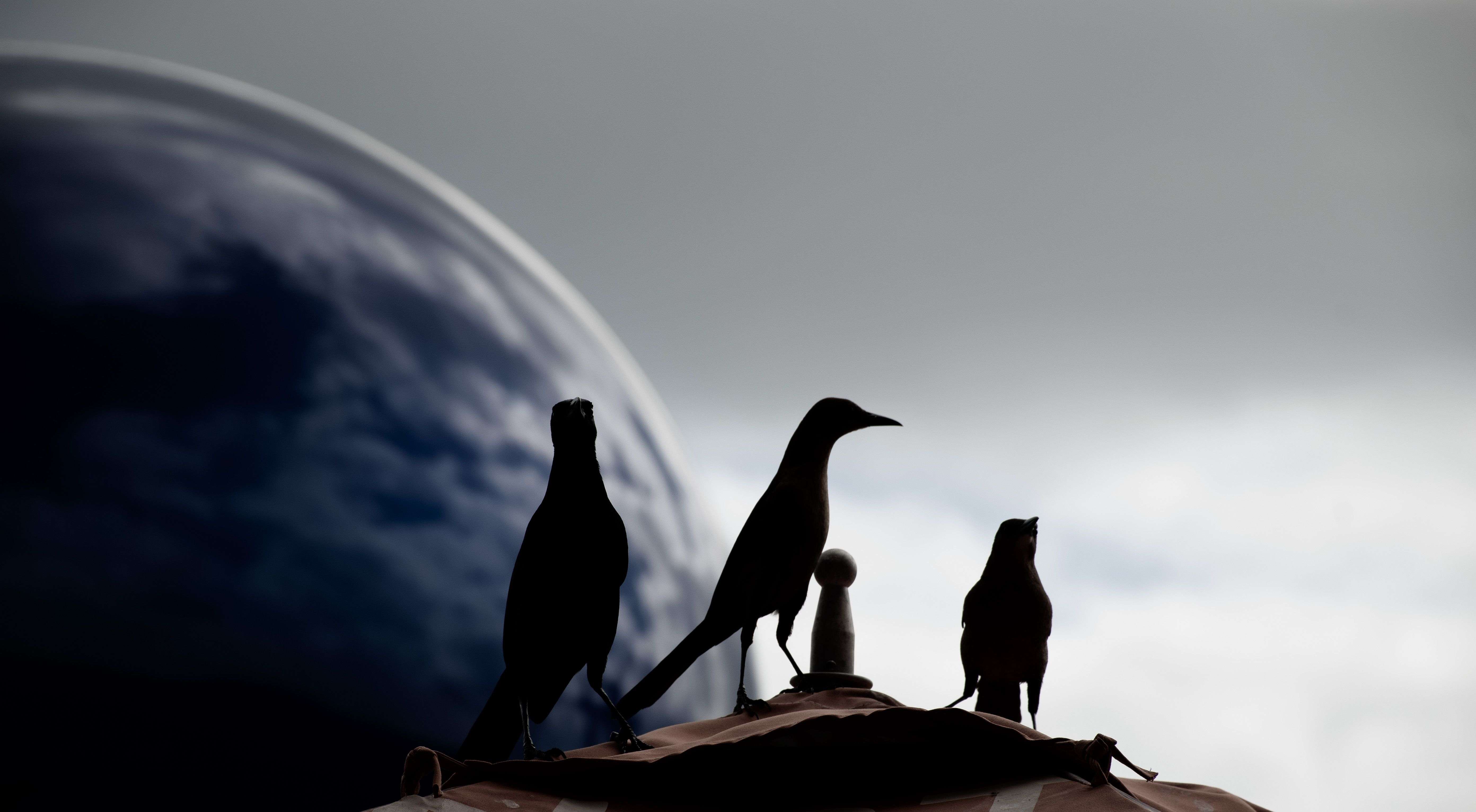 วิเคราะห์ทองคำ Three Black Crows เทคนิคจุดเ ภาพประกอบที่ 1