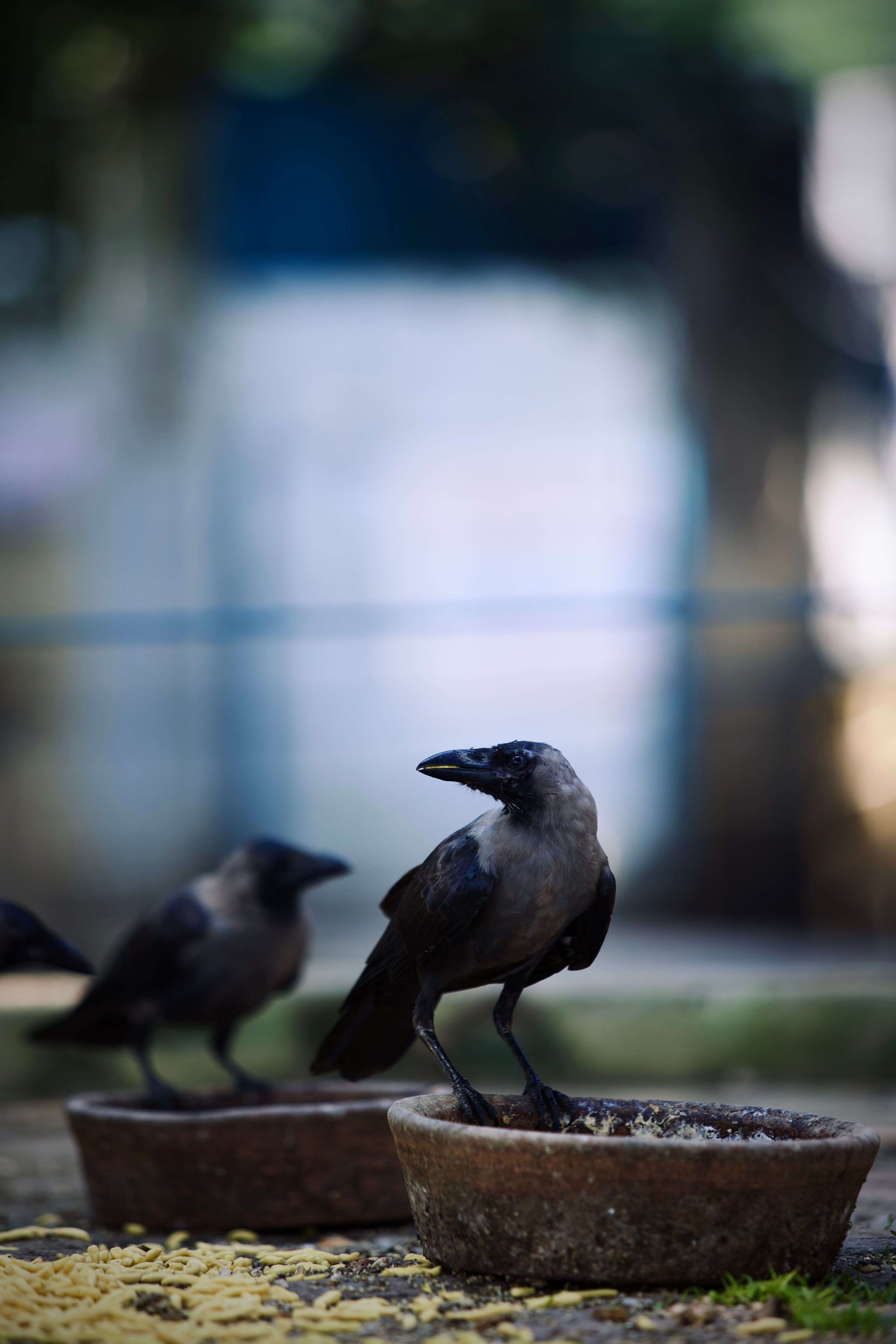 วิเคราะห์ทองคำ Three Black Crows เทคนิคจุดเ ภาพประกอบที่ 2