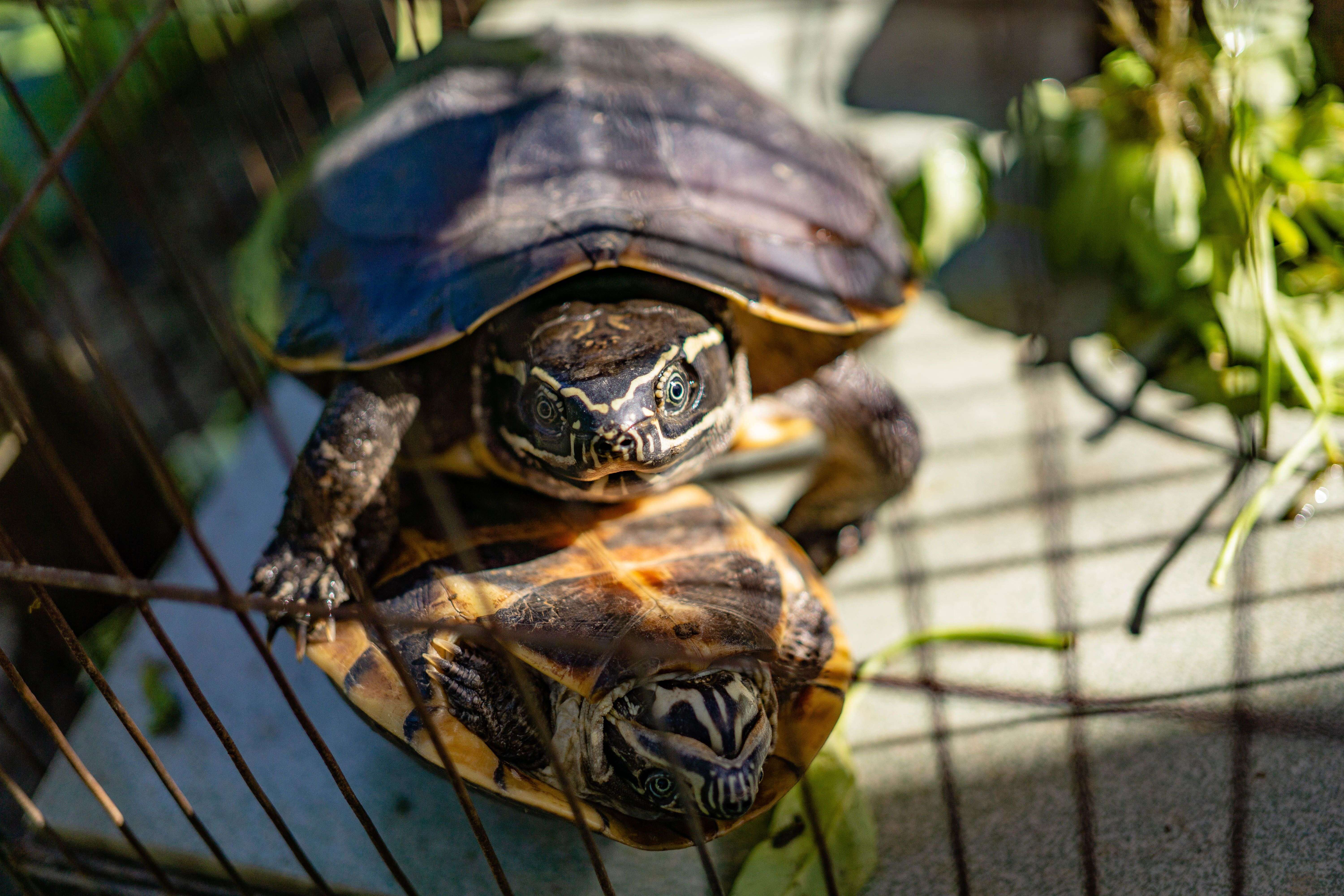 เจาะลึก Turtle Soup Strategy เทรด Forex False Breakout - ภาพประกอบที่ 1