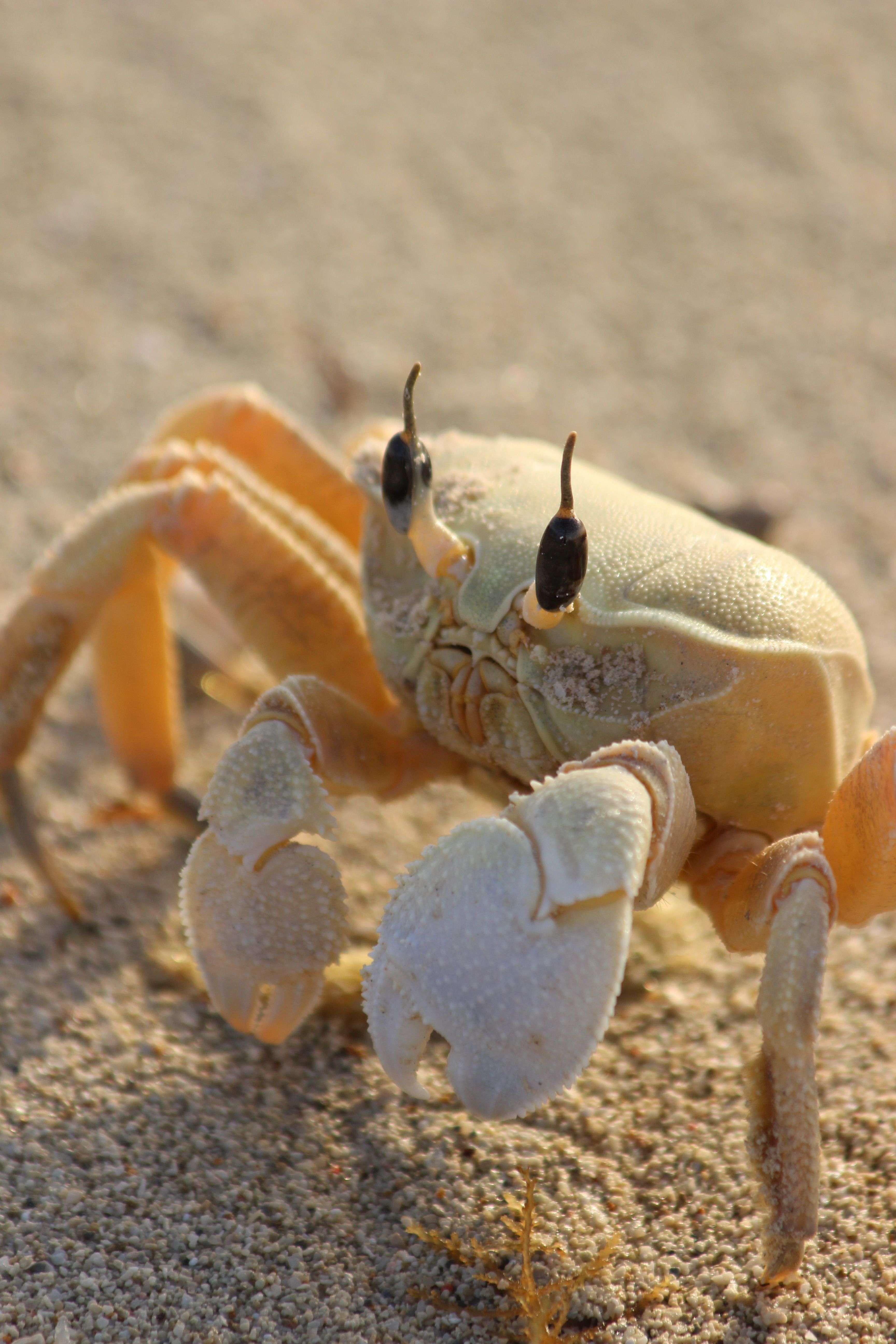 ทองคำ Harmonic Crab แพทเทิร์นปูเทรดทองยังไง ภาพประกอบที่ 2