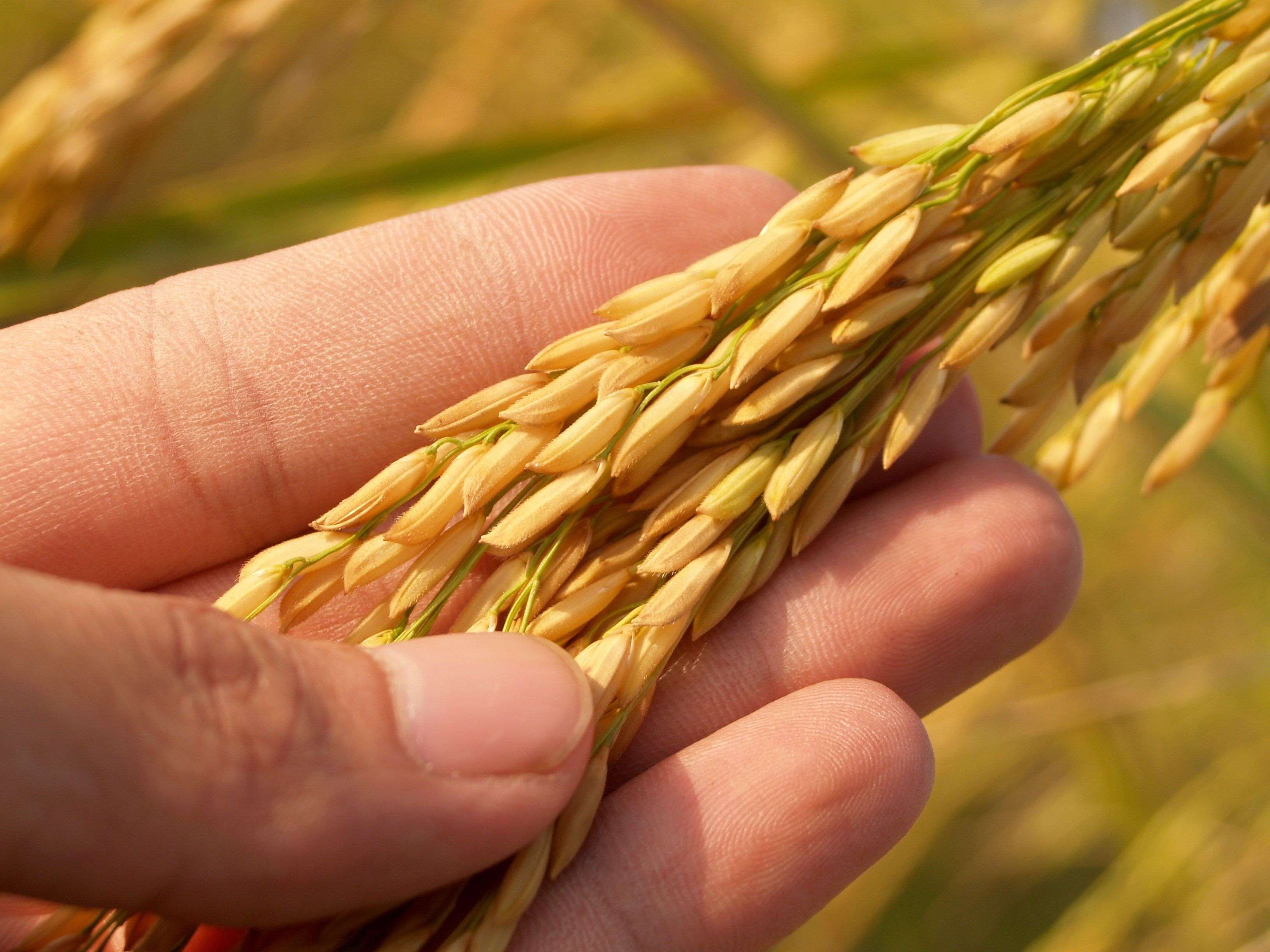 ไขความลับทองคำ Real Yield: ผลตอบแทนที่แท้จร ภาพประกอบที่ 2